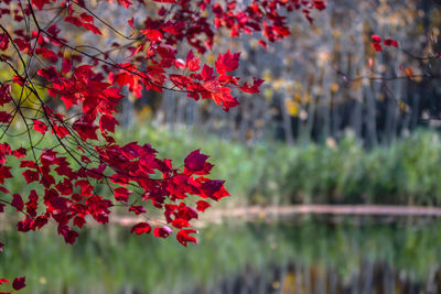 Close-up of red maple leaves on tree