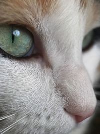 Close-up of cat