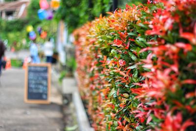 Close-up of red flowering plants