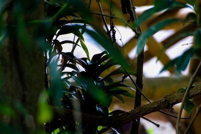 Low angle view of plants growing on tree