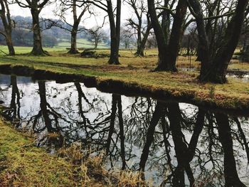 Bare trees by lake