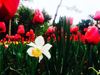 flower