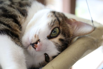 Close-up portrait of cat at home