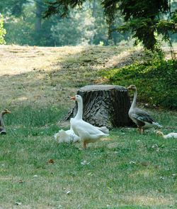 Birds on field