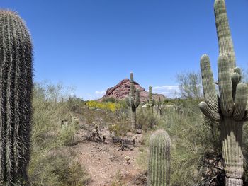 Cactus plants on landscape against clear blue sky
