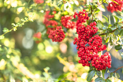 Close-up of berries growing on tree