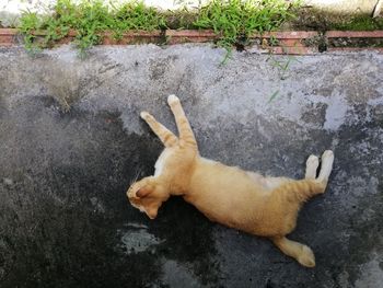 High angle view of a cat