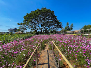 View of flowering plants on field