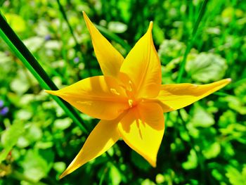 Close-up of yellow flower