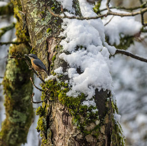 Close-up of snow on tree trunk