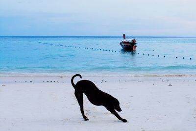 Dog on beach against sky