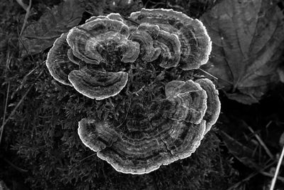 Close-up of mushroom growing outdoors