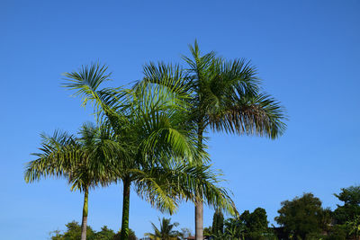 Low angle view of coconut palm tree against clear blue sky