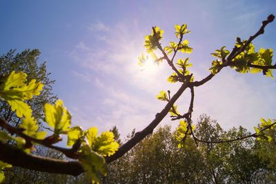 Low angle view of flowering plant against sky