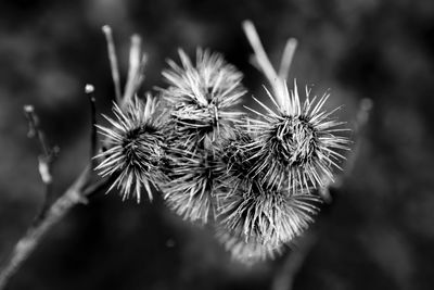 Close-up of wilted plant