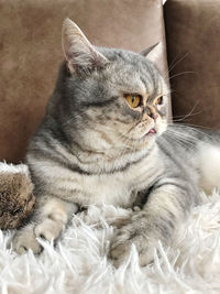 Close-up of a cat looking away