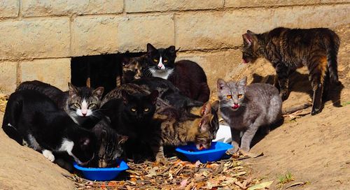 Cats sitting outdoors