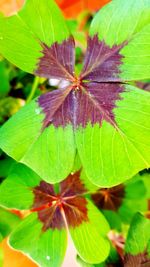 Close-up of green leaves on plant