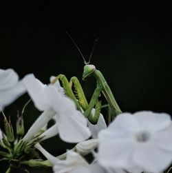 Close-up of insect on white flower