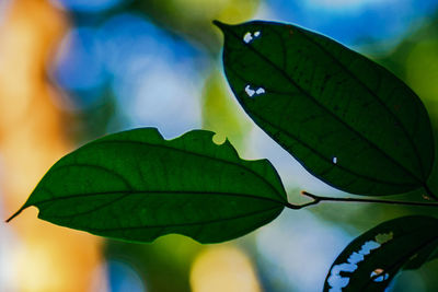 Close-up of green leaves