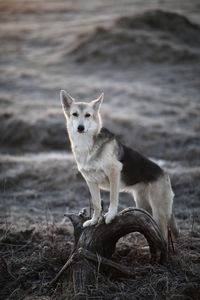 Portrait of dog standing on field