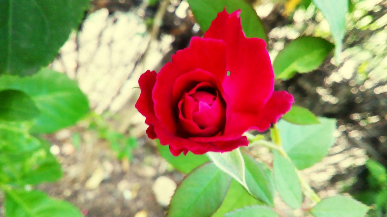 CLOSE-UP OF RED ROSE AGAINST PLANTS