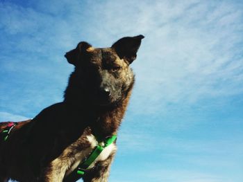 Low angle view of dog against sky