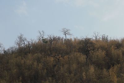 Bare trees on landscape against sky