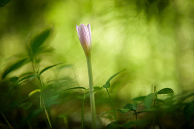 Close-up of purple crocus flower