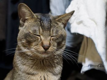 Close-up of cat with eyes closed at home