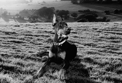 Dog standing on grassy field