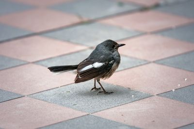 Bird perching on wall