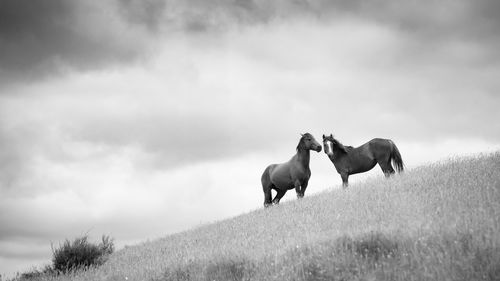 Horses on a field