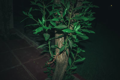 Close-up of plant at night