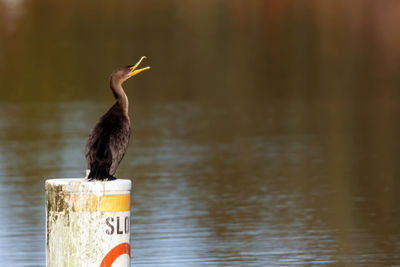 Close-up of bird perching on shore