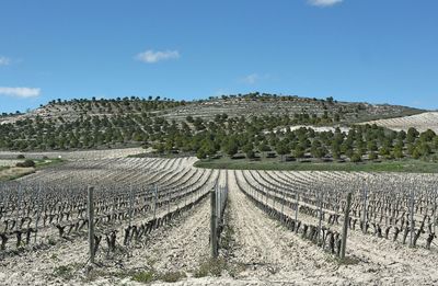 Agricultural field against sky