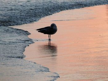 Bird perching on shore at beach during sunset