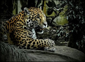 Close-up of tiger in zoo