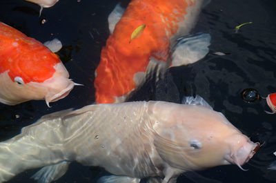 Close-up of koi fish in water