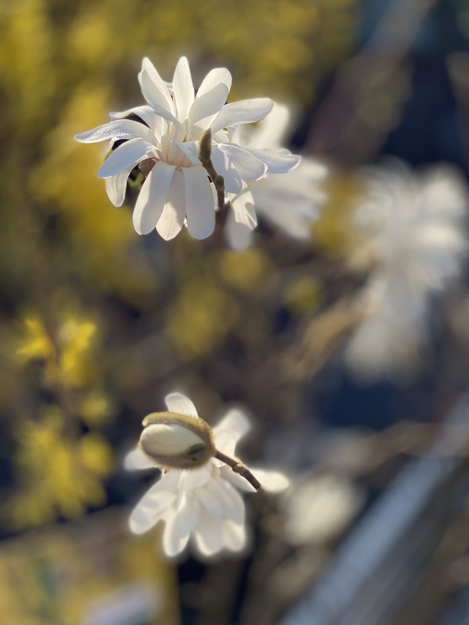 flower, flowering plant, plant, blossom, beauty in nature, freshness, fragility, close-up, nature, spring, white, macro photography, petal, flower head, focus on foreground, springtime, growth, inflorescence, no people, branch, wildflower, outdoors, selective focus, tree, day, botany, sunlight