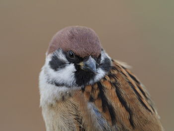 Close-up of a bird looking away