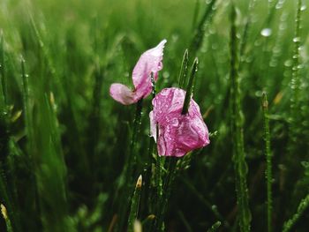 Close-up of pink flowers