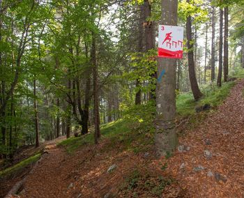 Road sign by trees in forest