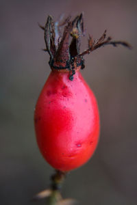 Close-up of red berries