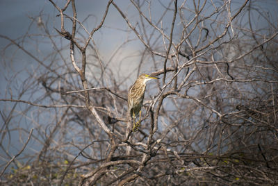 Bird perching on bare tree against sky