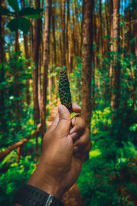 Midsection of person holding plant in forest