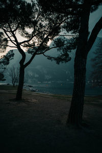 Trees on field by lake against sky