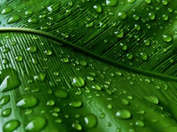 Close-up of leaves on leaf