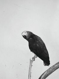 Close-up of bird perching on wall