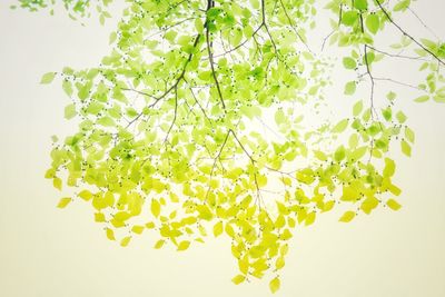 Close-up of leaves against white background